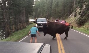 Idiot Driver Who Taunted Bison at Yellowstone Park Was Drunk, is Now in Custody