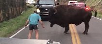 Idiot Driver Who Taunted Bison at Yellowstone Park Was Drunk, is Now in Custody