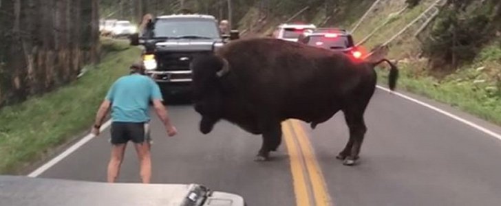 Drunk driver taunts bison at Yellowstone National Park, is arrested