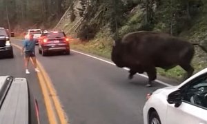 Idiot Gets Out of His Car to Taunt Bison in Yellowstone National Park