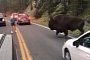 Idiot Gets Out of His Car to Taunt Bison in Yellowstone National Park