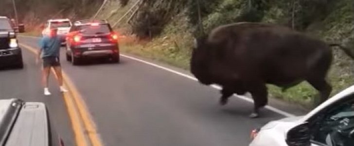 Man taunts bison on busy road at Yellowstone National Park