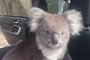 Impossibly Cute Koala Sneaks Into Open Car to Chill in The AC