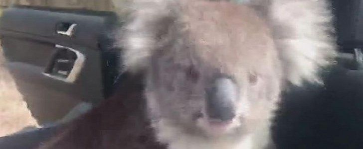 Koala climbs inside car to chill in the AC