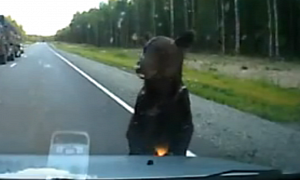 In Russia, You Cross the Bears' Street