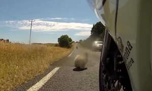 Incredible Koala Bear vs a Group of Motorcyclists