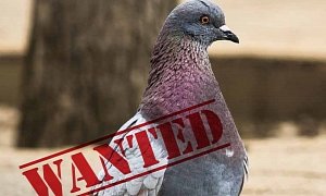 Indian Police to Conduct X-Ray on Pakistani Spy Pigeon