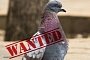 Indian Police to Conduct X-Ray on Pakistani Spy Pigeon