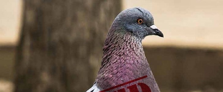 Indian police have a suspected "pigeon spy" in custody