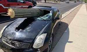 Infiniti Impaled by Saguaro Cactus, Driver Walks Away Unharmed