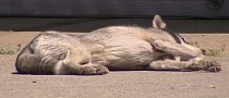 Iowa Auto Body Shop Has Laziest Billboard Ever: a “Lifeless,” Napping Dog