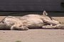 Iowa Auto Body Shop Has Laziest Billboard Ever: a “Lifeless,” Napping Dog