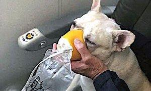 JetBlue Flight Crew Save the Life of a Dog with In-Flight Oxygen Mask