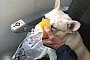 JetBlue Flight Crew Save the Life of a Dog with In-Flight Oxygen Mask