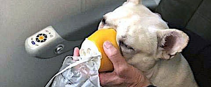 Darcy receives oxygen from an in-flight mask on board a JetBlue plane