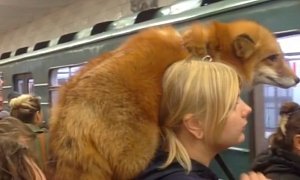Just a Woman And Her Pet Fox Catching The Subway in Moscow