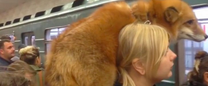 A woman and her pet fox catch the train in Moscow, Russia
