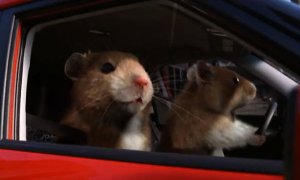 Kia Soul's Hamsters: Automotive Ad of the Year