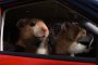 Kia Soul's Hamsters: Automotive Ad of the Year