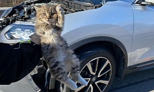 Kitten Rescued Unharmed From a Moving Nissan Rogue's Engine Compartment, Gets Adopted
