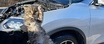 Kitten Rescued Unharmed From a Moving Nissan Rogue's Engine Compartment, Gets Adopted