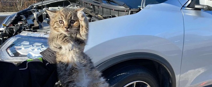 Kitten Rescued Unharmed From a Moving Nissan Rogue's Engine Compartment