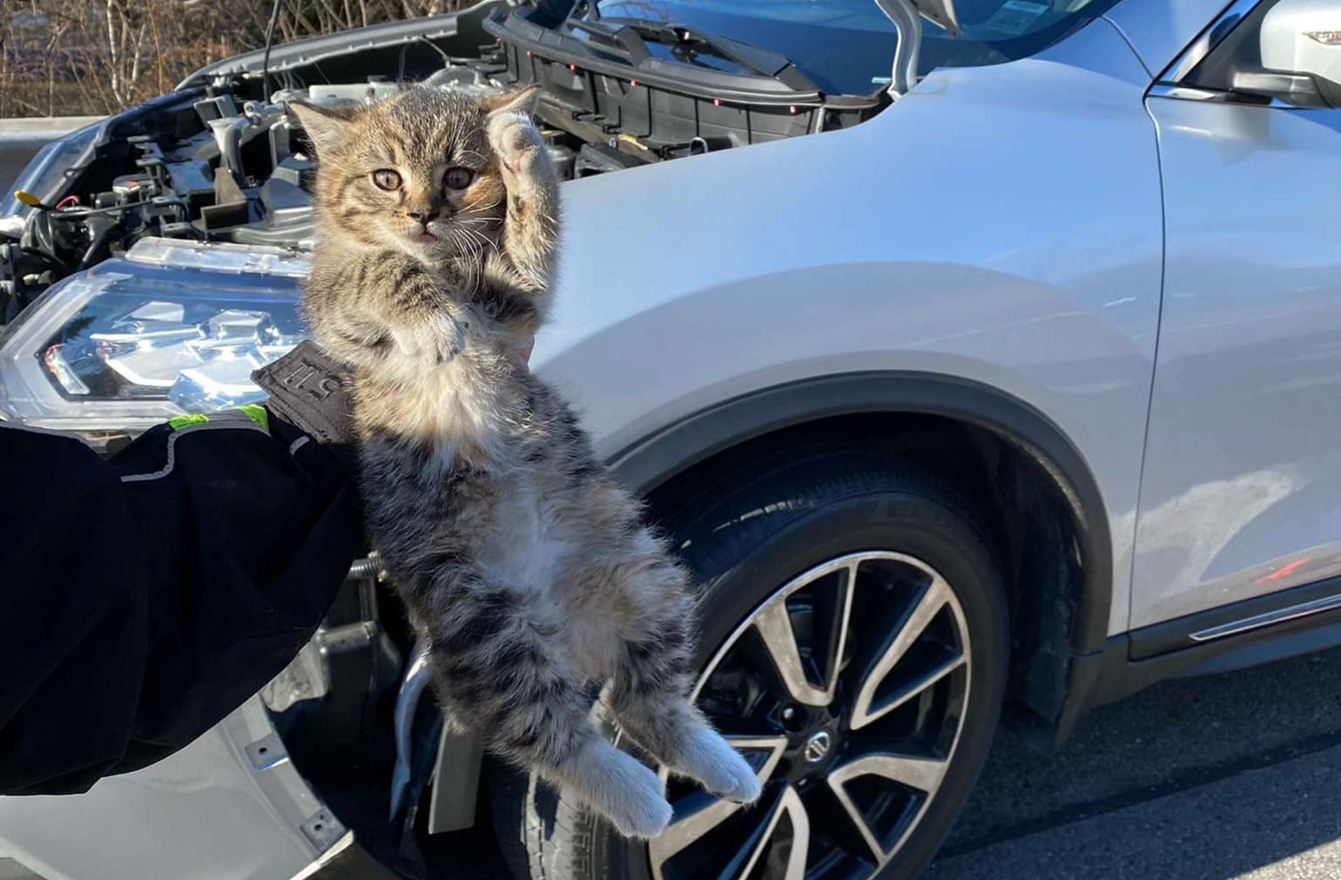 Police officer adopts kitten rescued from car engine in New York