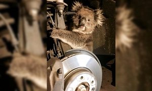 Koala Clings to Car Suspension for 10-Mile Joyride in Australia