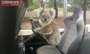 Koala Photographed Carjacking a Land Rover: Legs too Short?
