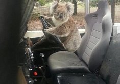 Koala Photographed Carjacking a Land Rover: Legs too Short?