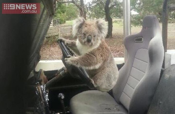 Koala Pictured While Trying to Drive a Land Rover: Legs too Short?