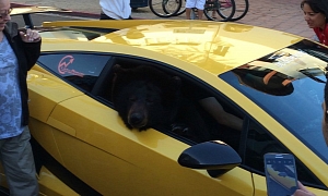 Lamborghini with Real Bear in Passenger Seat Causes California Traffic Jam