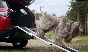 Land Rover Offers 5-Star Pet Packs for UK Drivers