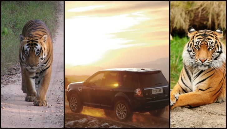 Land Rover Supports Indian Tiger Conservation with SUV Donation