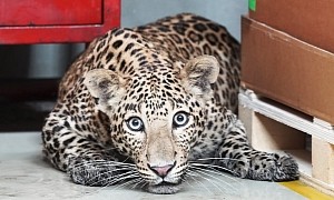 Leopard Causes Massive Production Disruption at Mercedes-Benz Factory