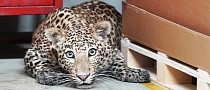 Leopard Causes Massive Production Disruption at Mercedes-Benz Factory