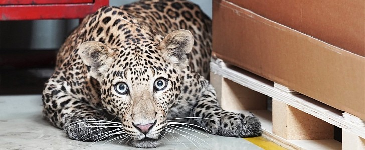 Leopard causes massive production disruption at Mercedes-Benz factory