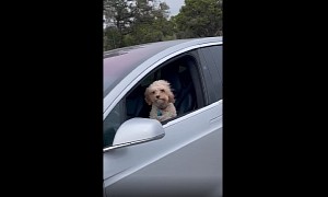 Letting Your Dog Take a Car Ride Alone Is How You Should Never Use Tesla's Autopilot