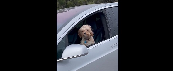 dog filmed in the driver's seat in a Tesla Model X car