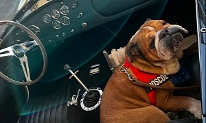 Lewis Hamilton Has the Best Passenger in His Shelby Cobra 427: His Dog, Roscoe