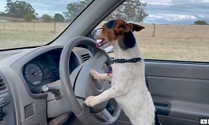 Lexie the Farm Dog Can Herd Sheep, Be Adorable, and Drive a Truck