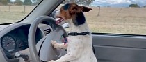 Lexie the Farm Dog Can Herd Sheep, Be Adorable, and Drive a Truck