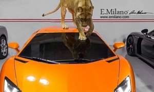 Lioness Walking Over Lamborghini Aventador: Still Fashionable