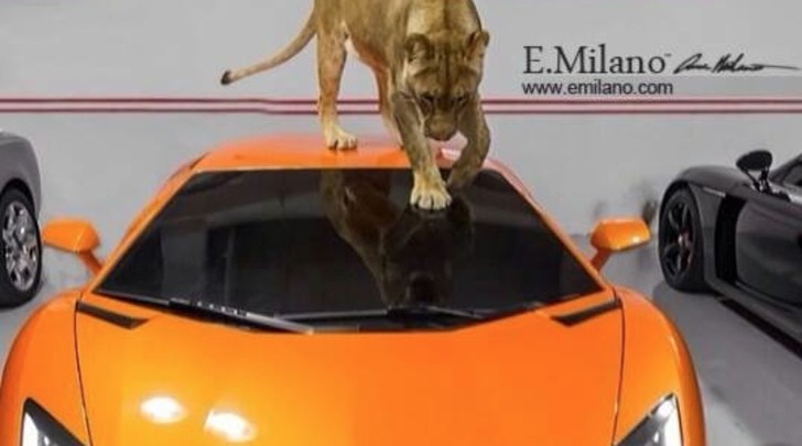 Lioness on Lamborghini Aventador