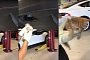 Little Kitty Trapped Inside a Model X Bumper Prompts a Visit to the Workshop