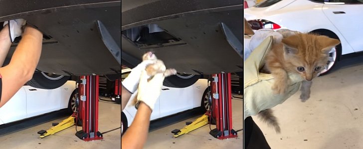 Kitten rescued from Model X bumper