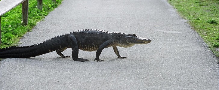 Alligator on the Road