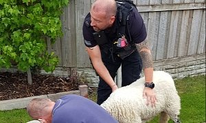 Loose Sheep Leads Cumbria Police on Hilarious Chase