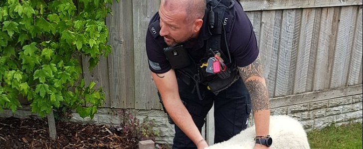 Loose sheep in Carlisle, Cumbria, is eventually caught by police and civilians