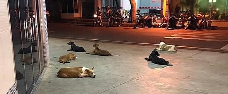 Loyal dogs wait outside hospital in Brazil after chasing after ambulance carrying their ill owner